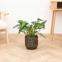 Philodendron Xanadu   70cm