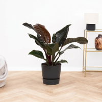 Philodendron Imperial Red Beauty   70cm