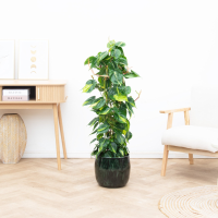 Philodendron Brasil gaasrek   120 cm
