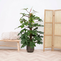 Philodendron Squamiferum   170cm