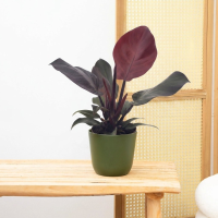 Philodendron Sunlight   30cm