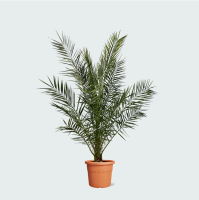 Phoenix Canariensis   170cm