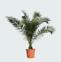 Phoenix Canariensis   230cm