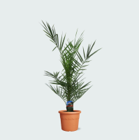 Phoenix Canariensis   80cm