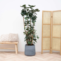 Polyscias Fabian XXL   180cm