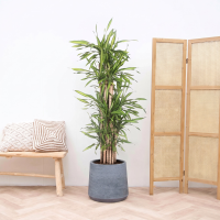 Dracaena Riki Fragrans vertakt   180cm