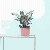 Dieffenbachia 'Compacta'   35 cm
