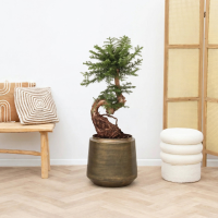Araucaria Bidwillii bonsai S vorm   80cm