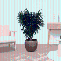 Dracaena Song of Jamaica vertakt   180cm