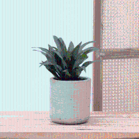 Dracaena fragrans   25 cm