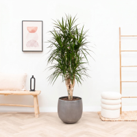 Dracaena Marginata vertakt XXL   180cm