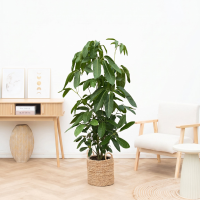Schefflera Amate   150cm