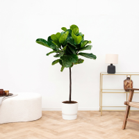 Ficus Lyrata stam   100cm