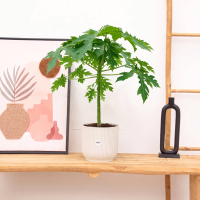 Papaya   50cm