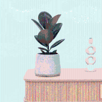 Ficus Elastica Robusta   40 cm