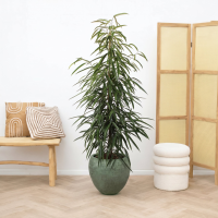 Ficus Alii king zuil   150cm