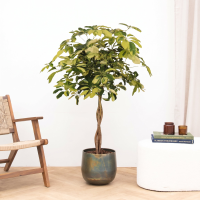 Schefflera Arboricola Matis gevlochten stam   130 cm