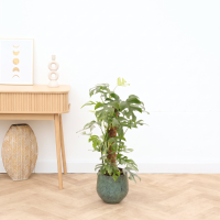 Monstera Minima Mosstok   70cm