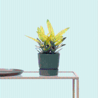 Codiaeum variegatum 'Sunny Star'   30 cm