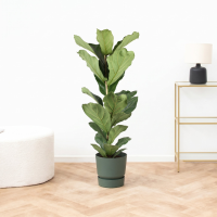 Ficus Lyrata struik   80cm