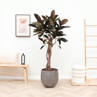 Ficus Elastica Burgundy gevlochten stam – 190cm