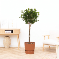Ficus Microcarpa Moclame   150cm
