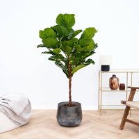 Ficus Lyrata op stam   150cm