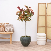 Ficus Elastica Tineke op stam   140cm