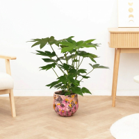 Fatsia japonica   70 cm