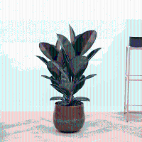 Ficus Abidjan struik   90 cm
