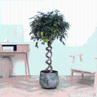 Ficus Benjamina spiraal   140 cm