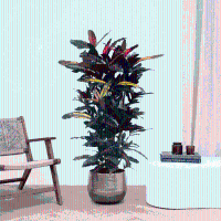 Codiaeum Mango   160 cm