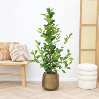 Ficus Moclame struik   100 cm