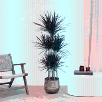 Dracaena Magenta carrousel   160 cm