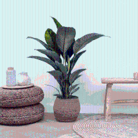 Spathiphyllum   120cm