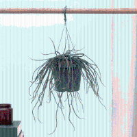 Selenicereus wercklei hangpot   25cm