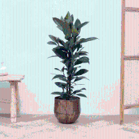 Ficus Cyathistipula struik   100 cm