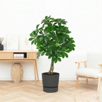 Kunst Schefflera Arboricola   120cm