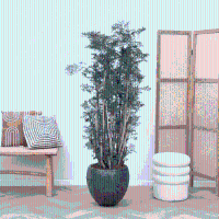 Polyscias Ming vertakt   130cm