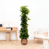 Schefflera Gold Capella struik   200 cm