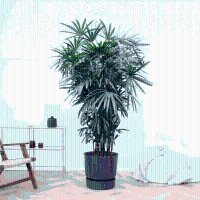 Rhapis Excelsa   250 cm