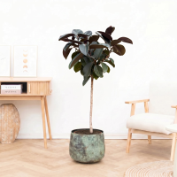 Ficus Elastica Abidjan stam   130cm
