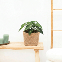Kunst Syngonium   15cm