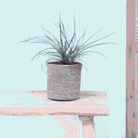 Beaucarnea Recurvata 'Nolina'   25 cm