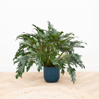 Philodendron Xanadu   100 cm