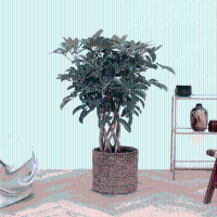 Schefflera Arboricola Compacta gevlochten cilinder   90cm