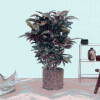 Codiaeum Freckles   120 cm