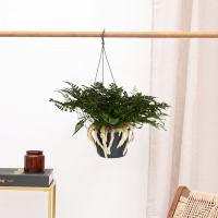 Humata Tyermannii hangplant   40 cm