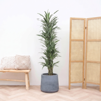 Dracaena Warneckei vertakt   180cm