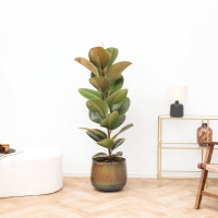 Ficus Robusta struik   130 cm